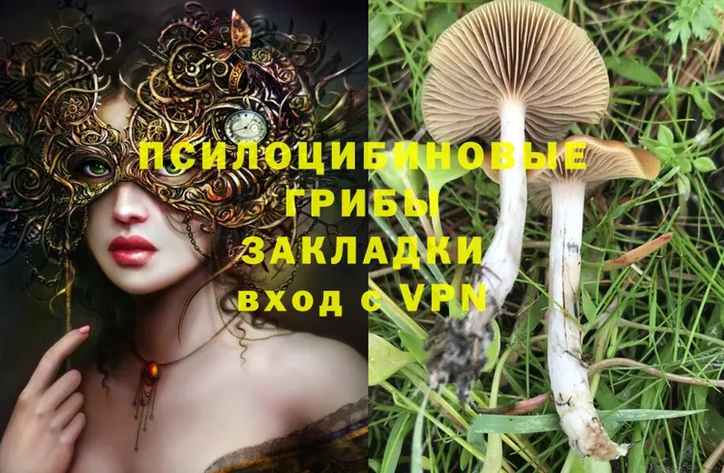 Галлюциногенные грибы Psilocybine cubensis  Миньяр 